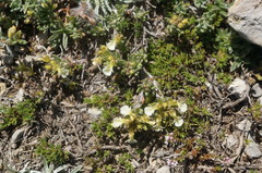 Teucrium montanum jailae