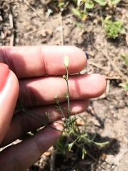Delphinium consolida