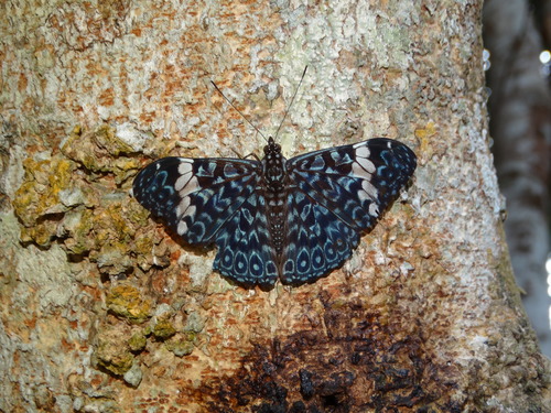 Subspecies Hamadryas arinome obnubila · iNaturalist