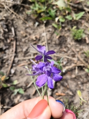 Delphinium consolida