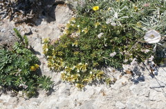 Teucrium montanum jailae