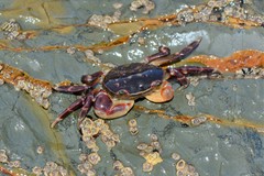 Cyclograpsus audouinii