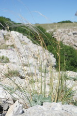 Stipa lithophila