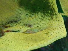 Pleurosicya elongata