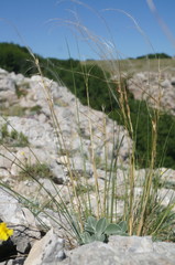 Stipa lithophila