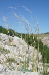 Stipa lithophila