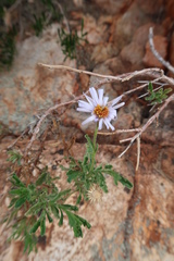 Olearia stuartii