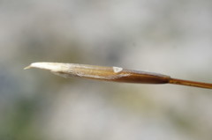 Stipa lithophila