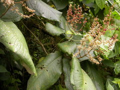 Miconia impetiolaris
