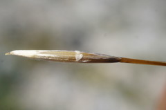 Stipa lithophila