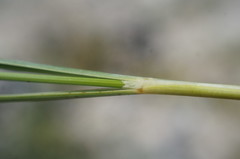 Stipa lithophila