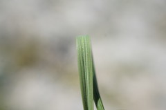 Stipa lithophila