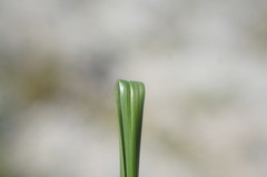 Stipa lithophila