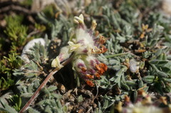 Anthyllis vulneraria pulchella