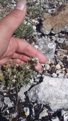 Minuartia glomerata