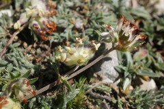 Anthyllis vulneraria pulchella