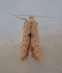 Blastobasis lacticolella