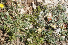 Anthyllis vulneraria pulchella