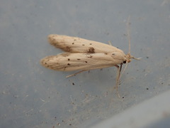 Blastobasis lacticolella