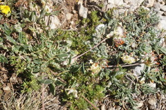 Anthyllis vulneraria pulchella