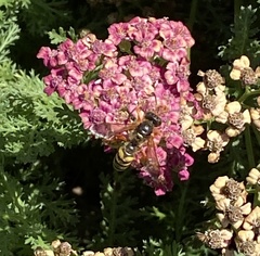 Cerceris californica