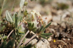Anthyllis vulneraria pulchella