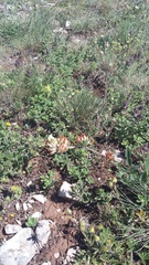 Anthyllis vulneraria pulchella