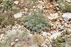 Astragalus rupifragus