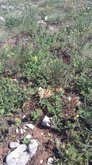 Anthyllis vulneraria pulchella