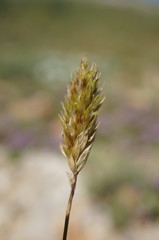 Koeleria brevis