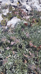 Convolvulus calvertii