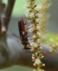 Sphex jamaicensis