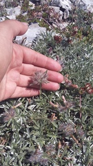 Convolvulus calvertii