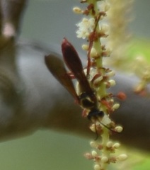 Sphex jamaicensis