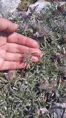 Convolvulus calvertii