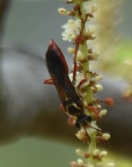 Sphex jamaicensis