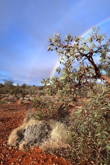 Eucalyptus youngiana