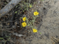 Lessingia pectinata tenuipes