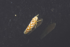 Eratoneura comoides