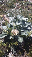Hedysarum candidum