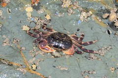Cyclograpsus audouinii