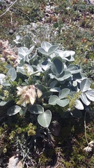 Hedysarum candidum