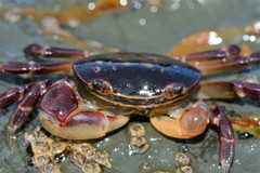 Cyclograpsus audouinii