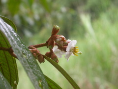 Miconia incurva