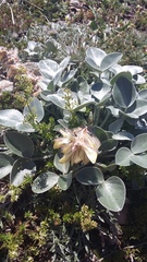 Hedysarum candidum