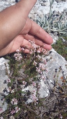 Asperula supina caespitans