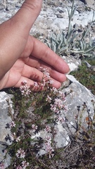 Asperula supina caespitans