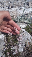 Asperula supina caespitans