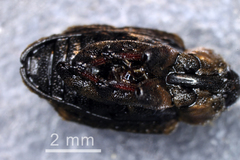 Cryptorhynchus lapathi