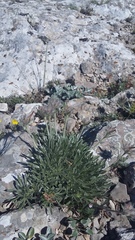 Convolvulus calvertii